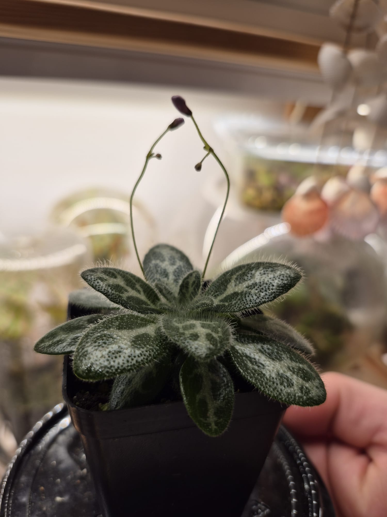 Primulina sinovietnamica